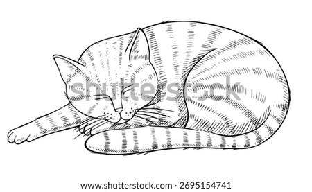 Vector line illustration of a sleeping cat in engraving style. Outline drawing of domestic pet for vintage artwork and cozy home design. Etching of feline animal painted by black inks.