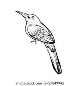 Vektorgrafik eines kleinen tropischen Vogels im Profil, einzeln auf weißem Hintergrund, Tiergrafik ideal für Logos, Prints, Verpackungen, Poster und moderne Designprojekte zum Thema Natur.