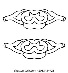 vector line illustration of spinal cord.