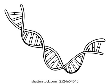 Vector line illustration of spiral DNA double helix isolated on white background. Doodle style
