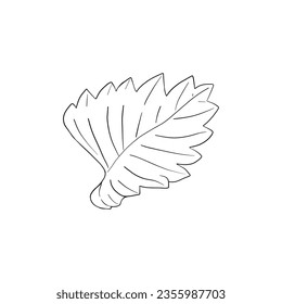 Vektorgrafik, Liniengrafik von Erdbeerblättern, Erdbeerhandgezeichnet. Einziger Pflanzenblatt auf weißem Hintergrund, mit Tinte gezeichnet. Druck für Gewebe, Verpackungen, Etiketten, Poster, Druck, Logo