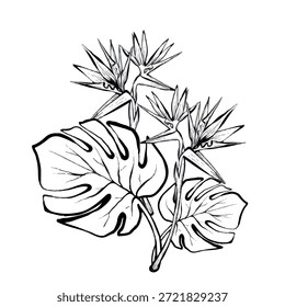 Ilustração de linha de vetor de composição tropical com folhas de monstera e flores de pássaro do paraíso, limpo gráfico botânico ideal para logotipos, impressões, embalagens e projetos de design modernos.