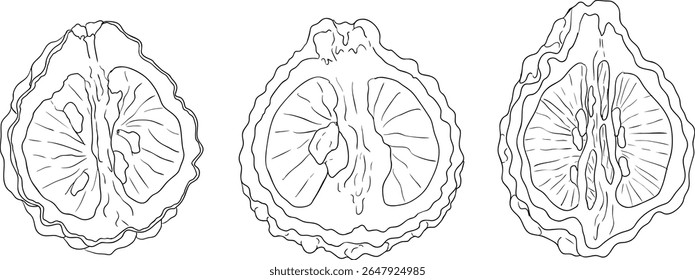 Ilustraciones de línea de Vector de fruta de bergamota. Perfecto para diseños botánicos, envases de alimentos o marcas de bienestar