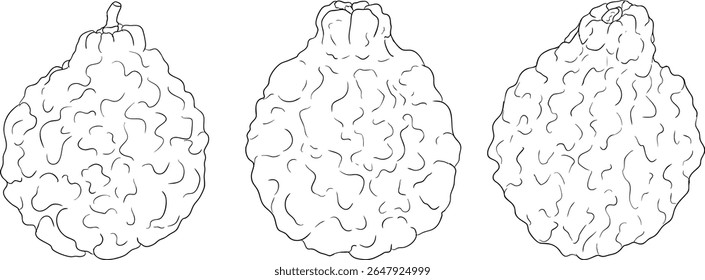 Vector line illustrations of bergamot fruit. Perfect for botanical designs, food packaging, or wellness branding