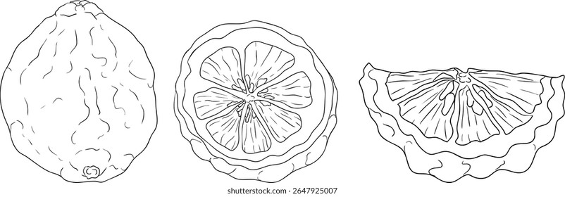 Ilustraciones de línea de Vector de fruta de bergamota. Perfecto para diseños botánicos, envases de alimentos o marcas de bienestar