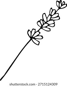 Vector line lavender flower illustration isolated on a white background.