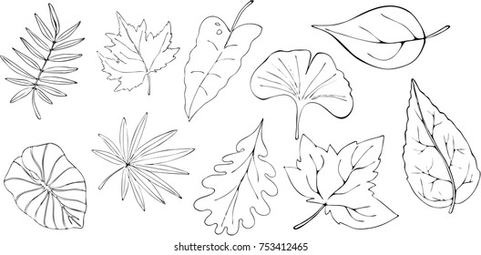 Vector line leaves set on white	

