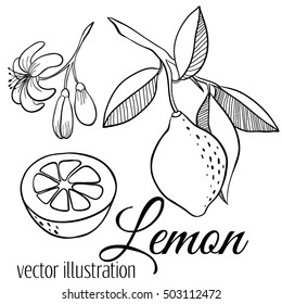Vector line lemon set: sliced pieces, half, blossom plant with leaves.  Sketch citrus vector set isolated on white. Hand drawn tropical summer fruit for menu, branding package, juice, detox drink