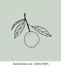 Vector line lemon. Simple modern style. Wall art. Scandinavian illustration.