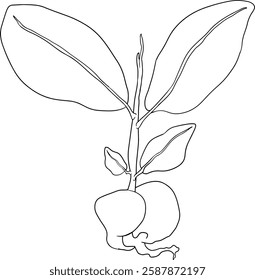 Vector, line Pink apple or red java apple, buah jambu or wax apple, semarang rose. Tropical edible food icon