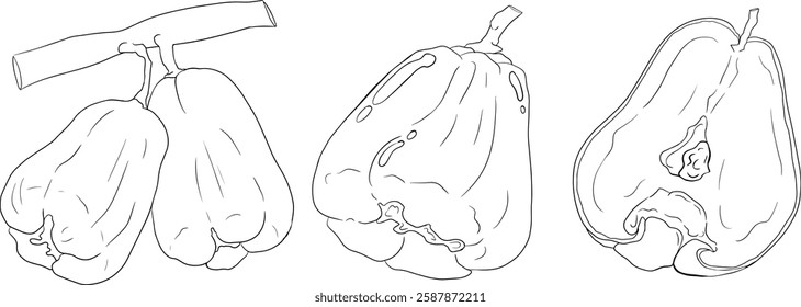 Vector, line Pink apple or red java apple, buah jambu or wax apple, semarang rose. Tropical edible food icon