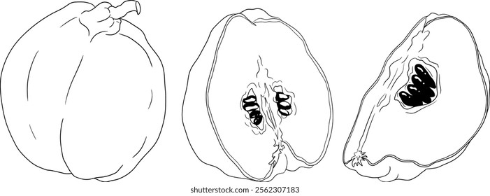 Vector, line Quince apple fruits whole and half cut, tropic farm garden ripe harvest, exotic fruits dessert	