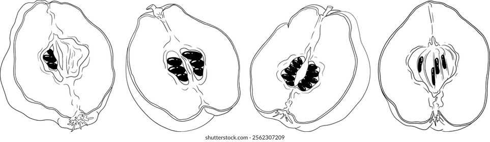 Vector, line Quince apple fruits whole and half cut, tropic farm garden ripe harvest, exotic fruits dessert	