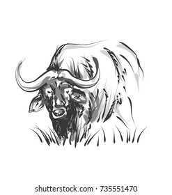 Vector line sketch African buffalo