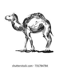 Vector line sketch a camel