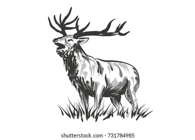 Vector line sketch deer