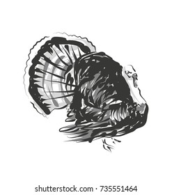 Vector line sketch sketch turkey