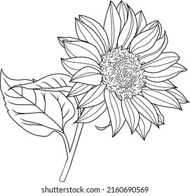 Vector line sunflower. Summer nature. Hand drawn style flower illustration.