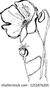 Vector Linear Black And White Illustration Of A Flower