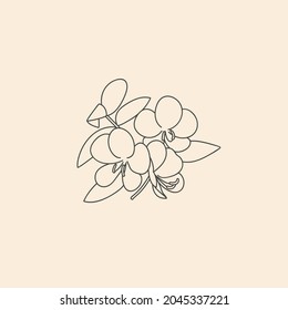 Vector linear botanical icon and symbol - cassia