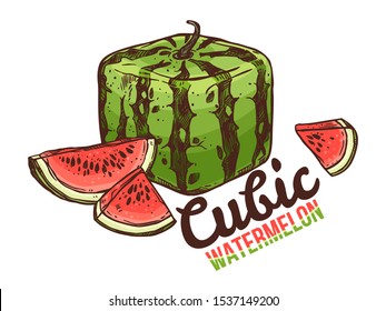 Vector linear doodle cubic or square watermelon and cut slices. Colorful hand drawn sketch illustration of sweet fruit