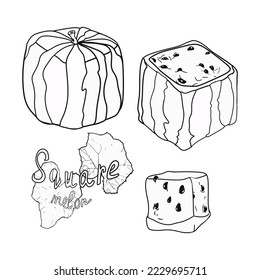Vector linear doodle cubic or square watermelon and cut slices. Colorful hand drawn sketch illustration of sweet fruit