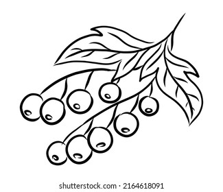 VECTOR LINEAR DRAWING OF CURRANTS ON A WHITE BACKGROUND