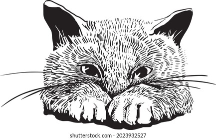 Vector linear drawing Kitten. Suitable for clothing, interior design, and more.
