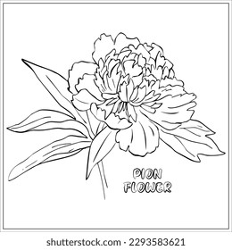 Vector linear drawing of the Large, realistic Peony flower with leaves. Coloring book. You can add any color. Text. Can be used for postcards, magazines, wedding invitations, for children creativity.