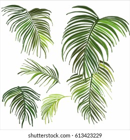 Vector linear drawing of the leaves of a palm tree, set
