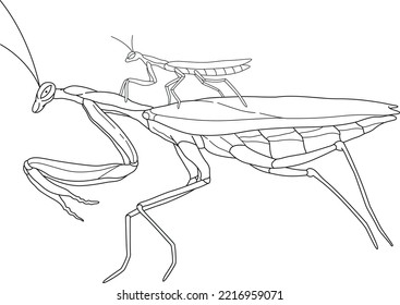 
Vector linear drawing mantis family  Mother   baby  Isolated white  Outline linear illustrator drawing  Insect love 