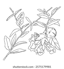 Vector linear drawing of a pomegranate tree. Branch of a blooming pomegranate with fruits. 
Elements for packaging design, tattoo, print on T-shirts, postcards
