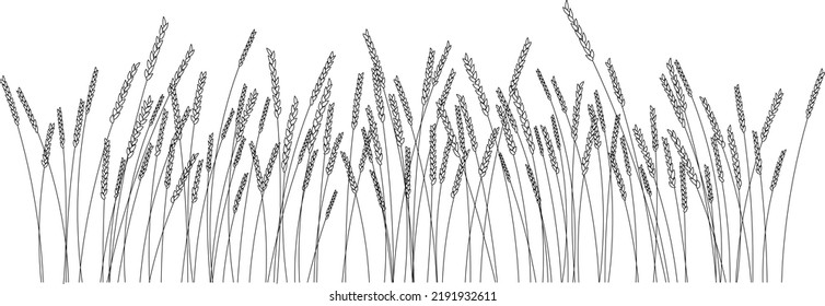 Vector linear field with ears. Wheat field. Wheat of different heights