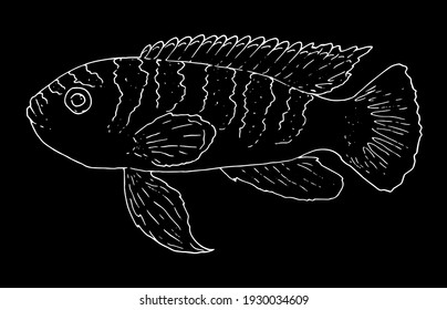 Vector linear fish in the sketch style. Aquarium fish,white outline of an isolated fish element on a black background for the design.  marine fish Pseudotropheus tropheops