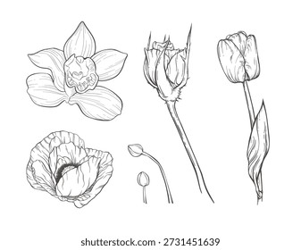 Vector linear flowers hand drawn set. Many simple contour botanical elements. Ink floral sketch. Elegant outline spring art. Big tulip, blooming poppy, rose branch, orchid buds. Graphic plant design