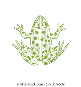 vector linear frog sitting quietly, view from above. on a white background.