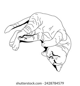 Vector linear graphic cat sleeping.