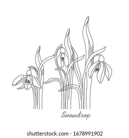 Vector linear hand drawing of a snowdrop. The first spring forest flowers. Primrose Botanical Pattern