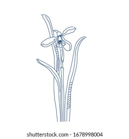 Dibujo manual lineal vectorial de una nevada. Las primeras flores del bosque primaveral. Patrón botánico de la primera fase