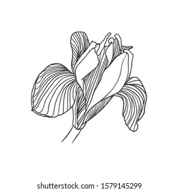 Vector linear hand drawn iris flower black on white