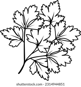 vector linear icon parsley, parsley branch, herbs and vegetables, spices and herbs, vitamin A, doodle and sketch