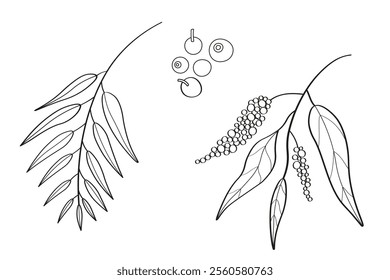 Vector linear illustration of allspice on isolated background. Hand drawn sketch of pepper spice with branch, leaves and fruits of tropical tree Pimento officinalis. Food ingredient, health, aroma