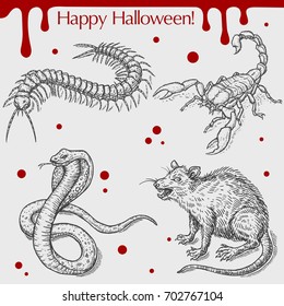 Vector linear illustration of the angry rat, poison snake, scorpion, centipede, blood stains,text Happy Halloween on the grey background. Hand drawn sketch of the set with Halloween objects.