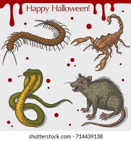 Vector linear illustration of the angry rat, poison snake, scorpion, centipede, blood stains,text Happy Halloween on the grey background. Hand drawn sketch of the set with Halloween objects.