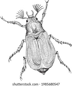 vector linear illustration black and white may beetle