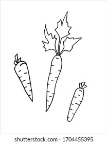 Vector linear illustration of carrots isolated on a white background