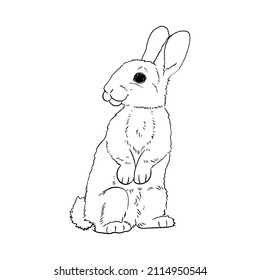 vector linear illustration cute adorable bunny 