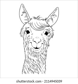 vector linear illustration cute kind lama smiling. good mood 