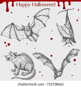 Vector linear illustration of the flying bat, angry rat with blood stains,spots,drops and text Happy Halloween on the grey background. Hand drawn sketch of the set with Halloween objects.