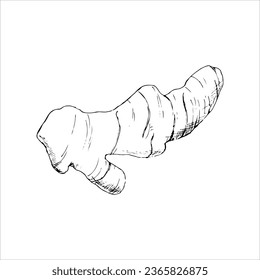 Vector Linear illustration of ginger root. spices for cooking and baking